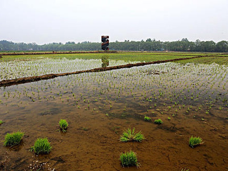 污水流經(jīng)過的京西稻產(chǎn)地發(fā)出一股惡臭味